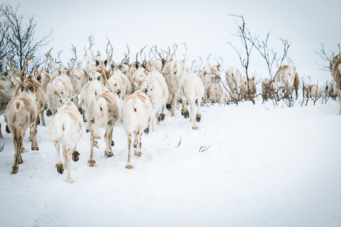 Unik tur til Finnmark. Drueclasen x Davás.
