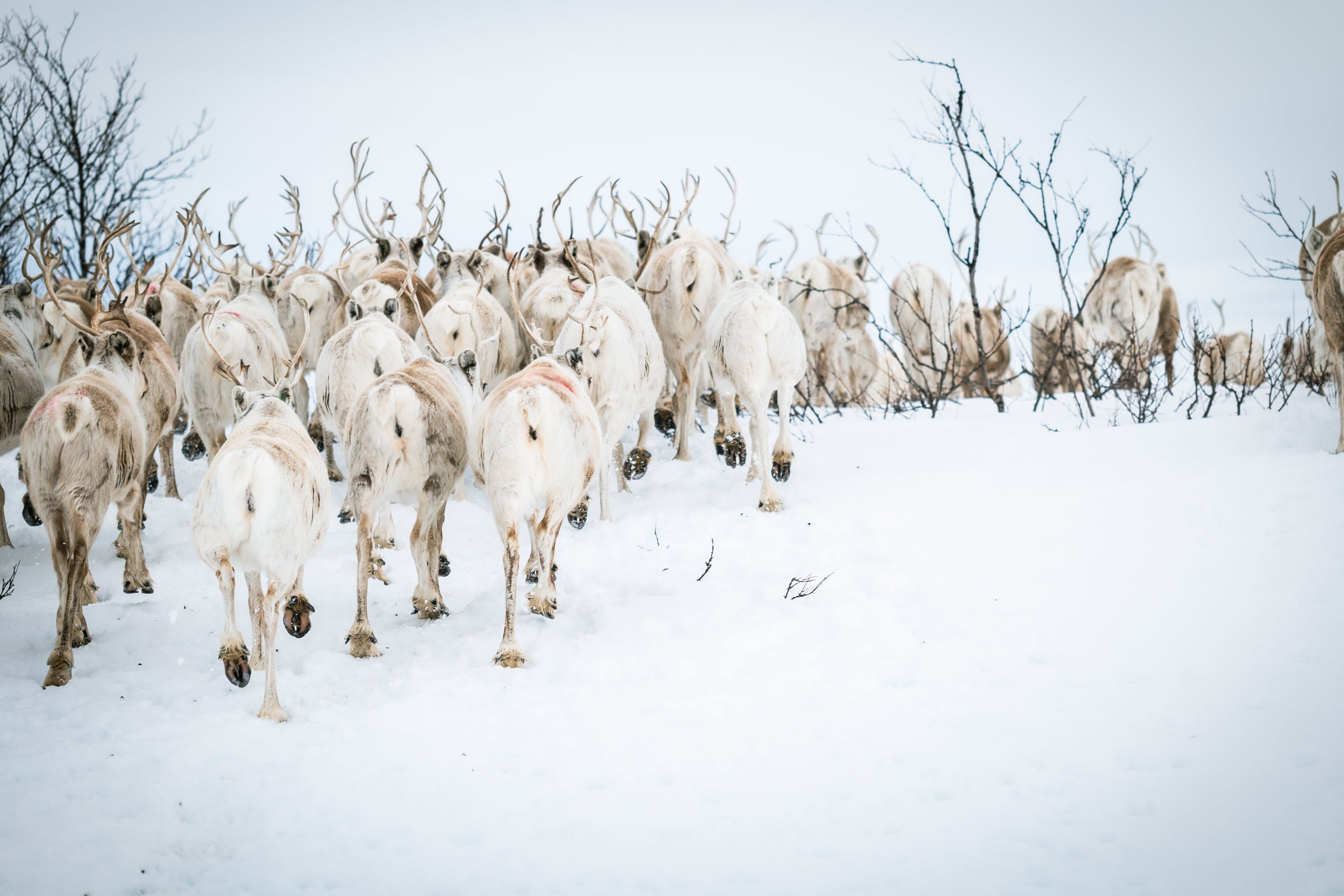 Unik tur til Finnmark. Drueclasen x Davás.